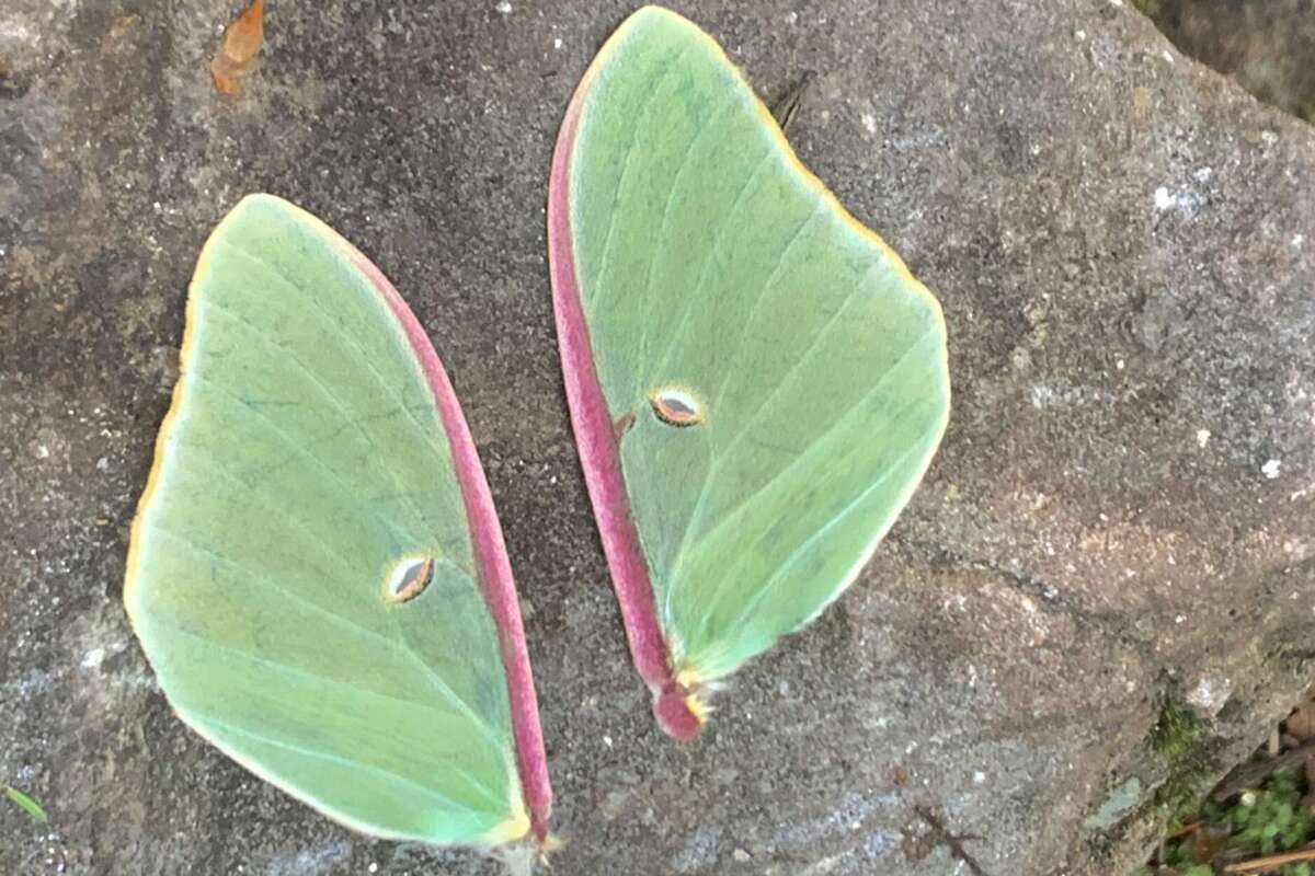 Luna Moth remains found on Mount Cardigan hike 