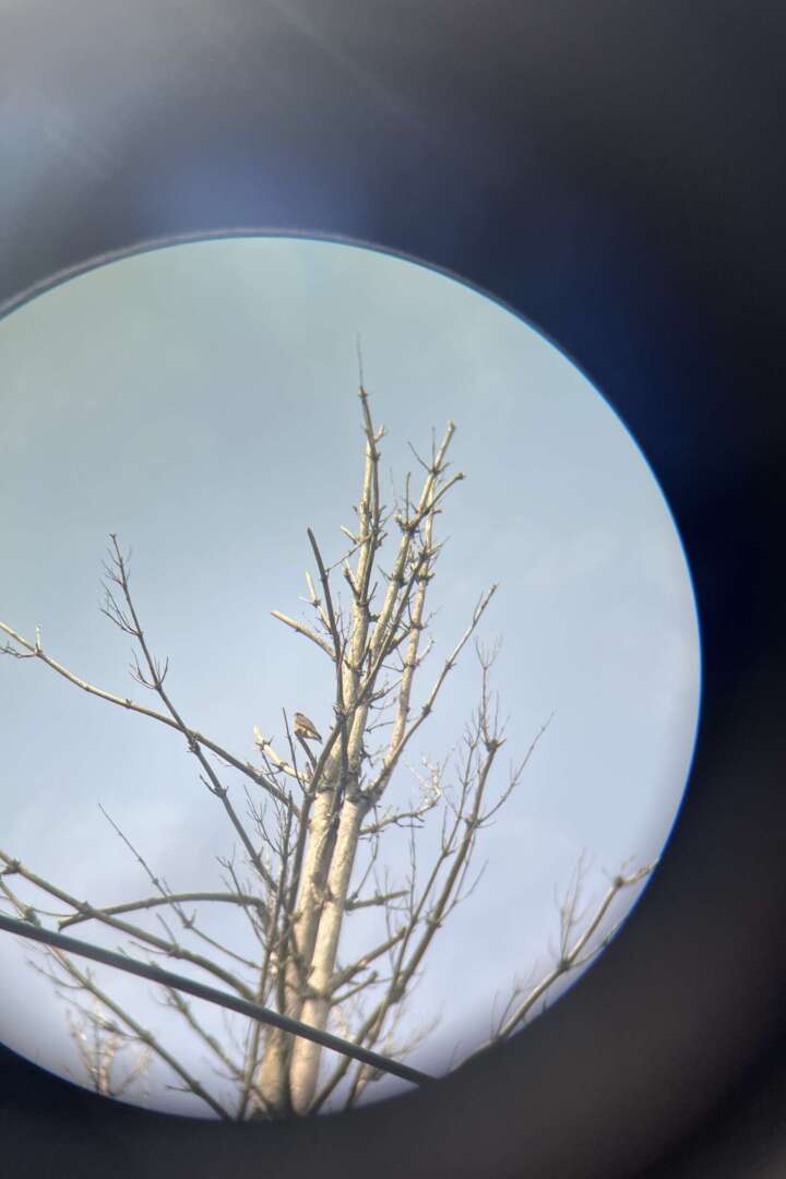 Merlin perched in a tree 