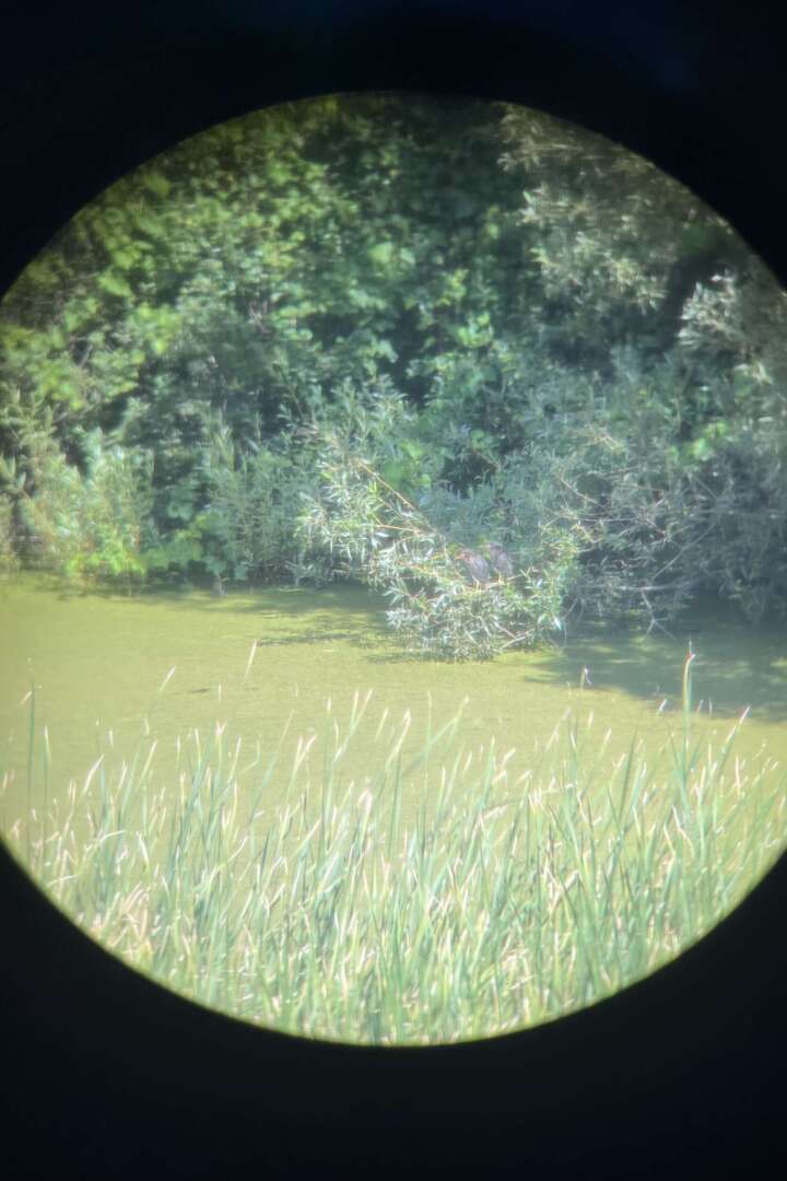 Green Herons perched on a tree branch right above the water 