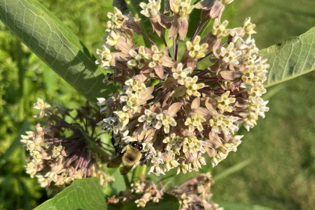 Bumblebee on Common Milkweed at Smith Richardson Preserve 