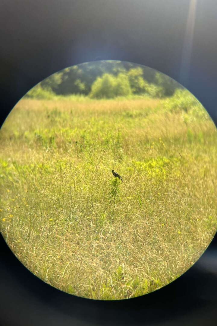 Bobolink in a field 