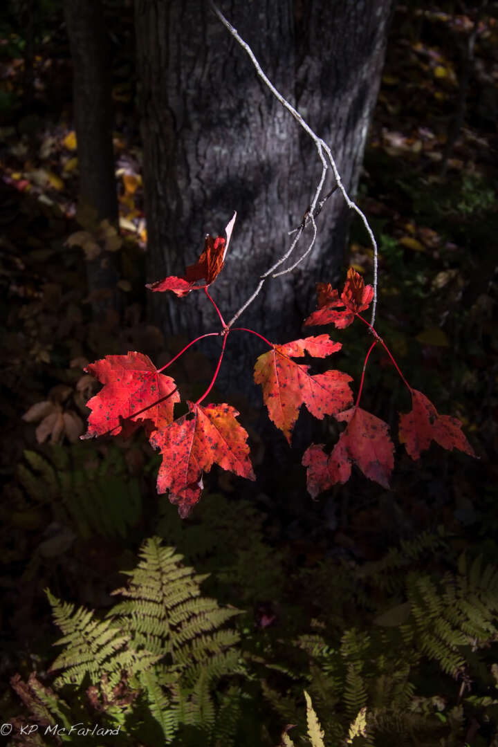 Red Maple in autumn © Kent McFarland