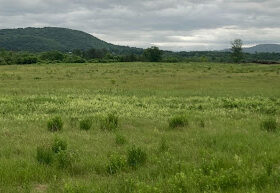 Pervasive Invasives: The Catch-22 of Grassland Management