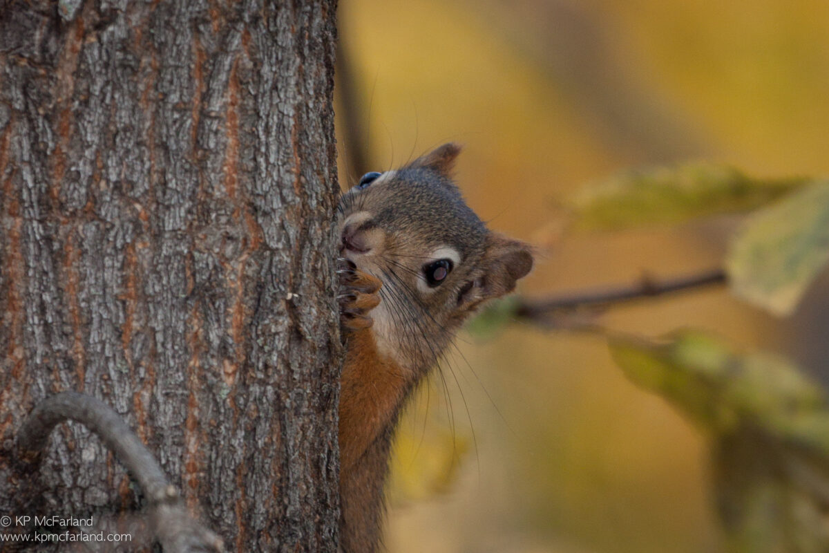 American Red Squirrel (Tamiasciurus hudsonicus) © Kent McFarland