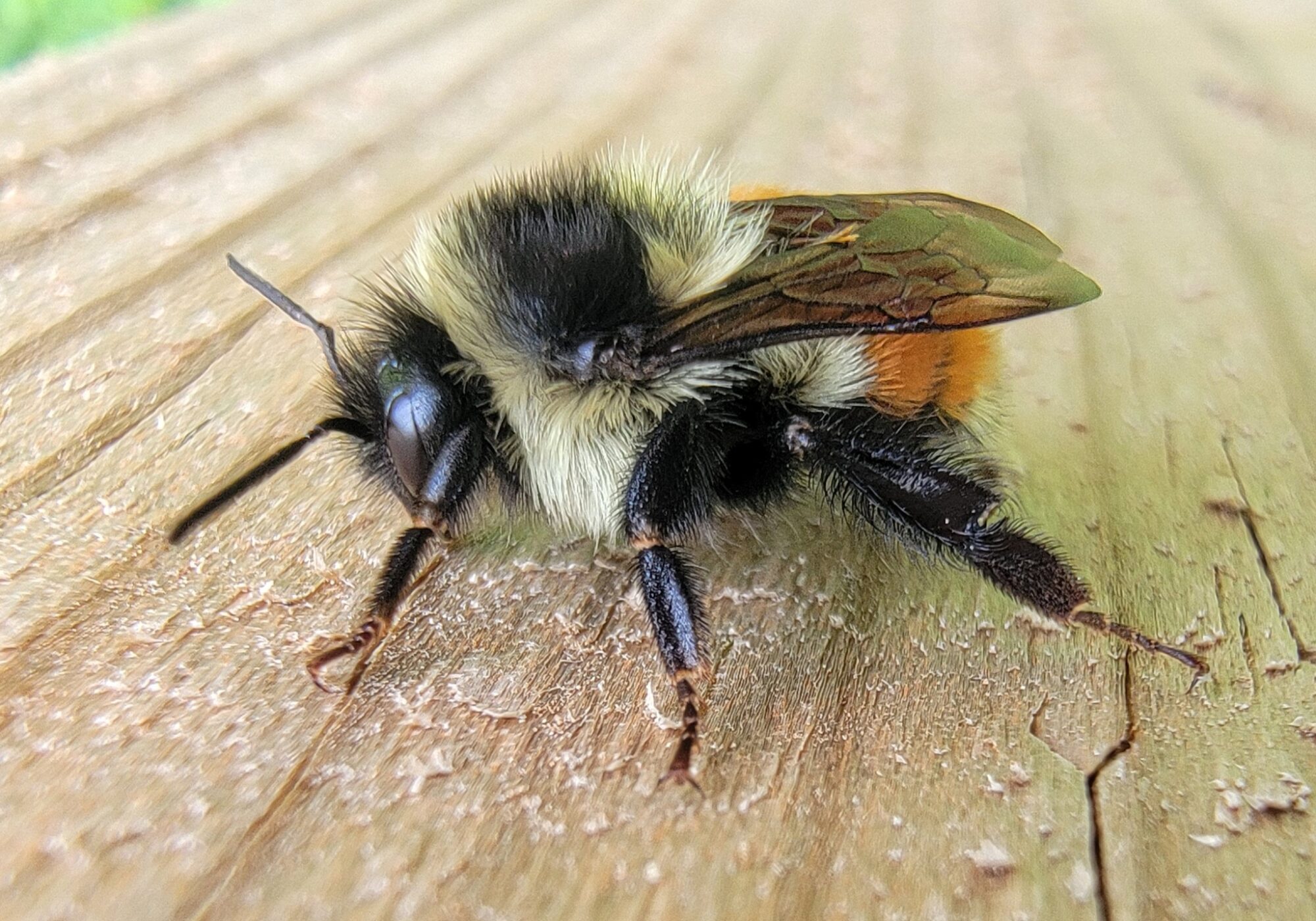 Tricolored Bumble Bee (Bombus ternarius) © iNaturalist user Chia 