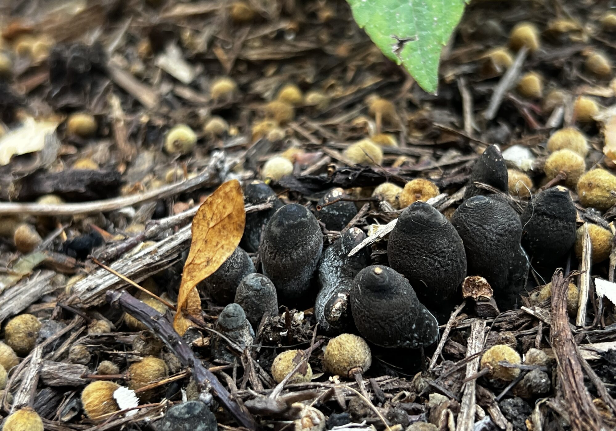 Dead Man’s Fingers (Xylaria polymorpha) iNaturalist user pigboi (https://www.inaturalist.org/observations/248920597)