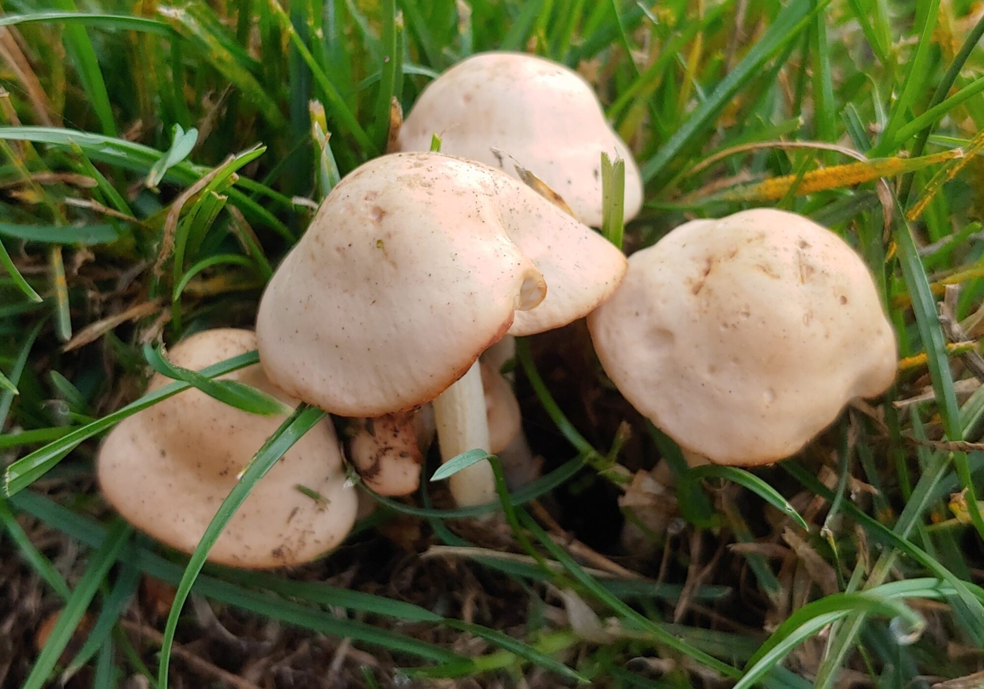 Fairy Ring Marasmius (Marasmius oreades) iNaturalist user laughingjims (https://www.inaturalist.org/observations/248984150)