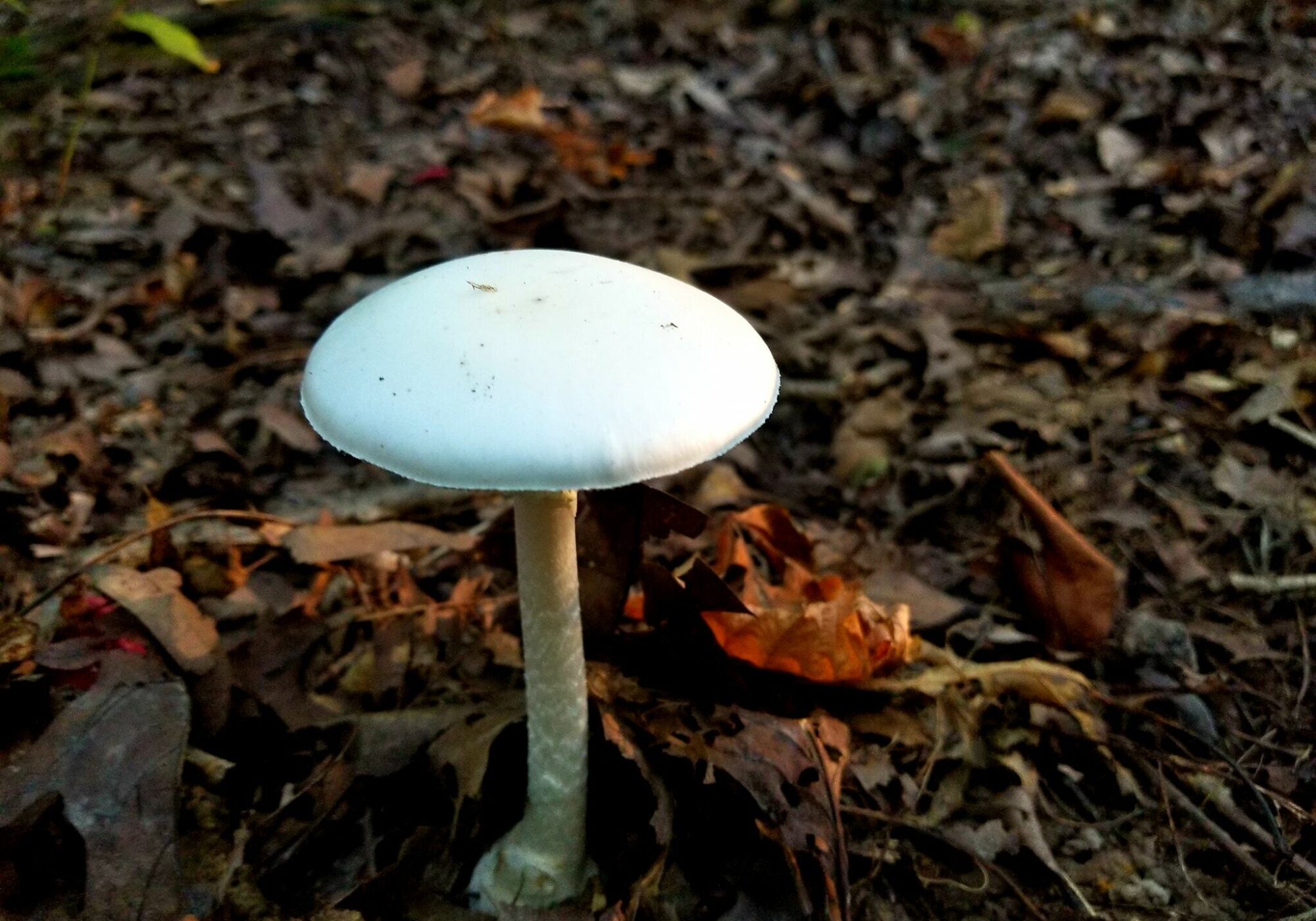 Eastern North American Destroying Angel (Amanita bisporigera) iNaturalist user osifer_dan (https://www.inaturalist.org/observations/248656201)