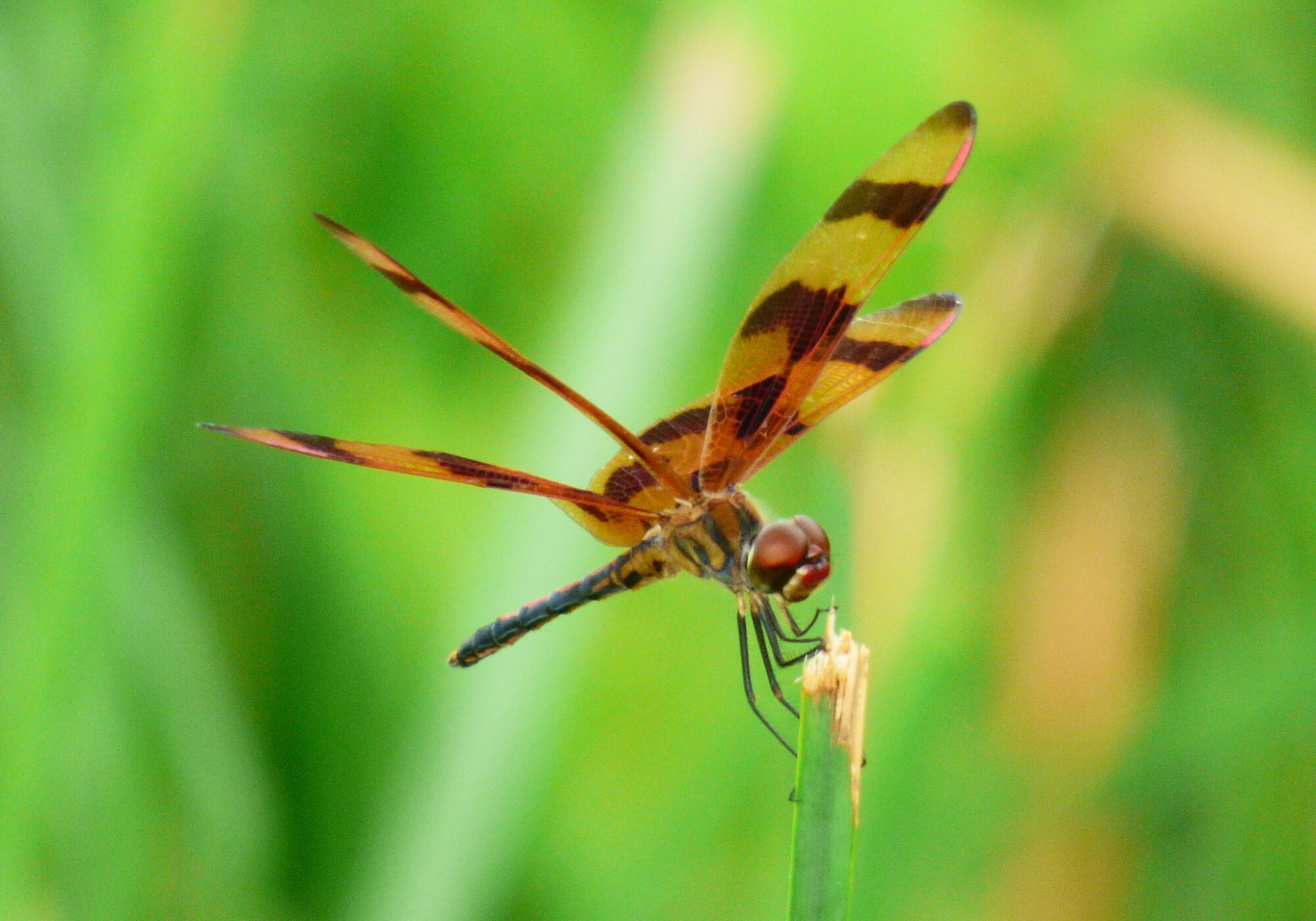 Halloween Pennant (Celithemis eponina) © iNaturalist user KingMush