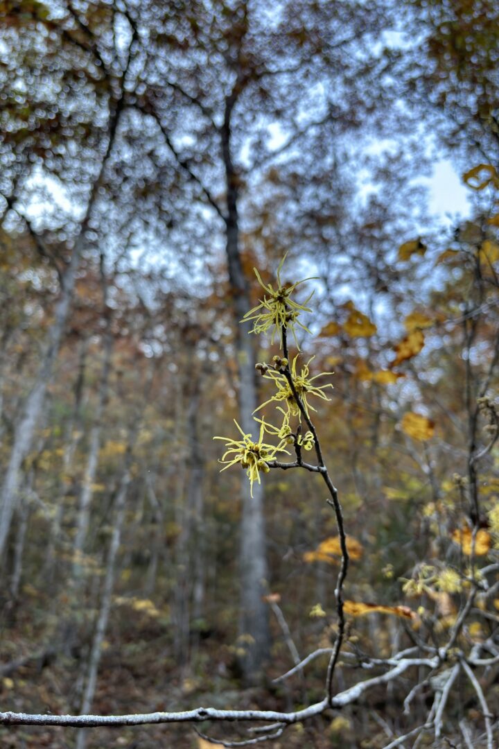 Common Witch-Hazel (Hamamelis virginiana) © iNaturalist user Jack Looney 