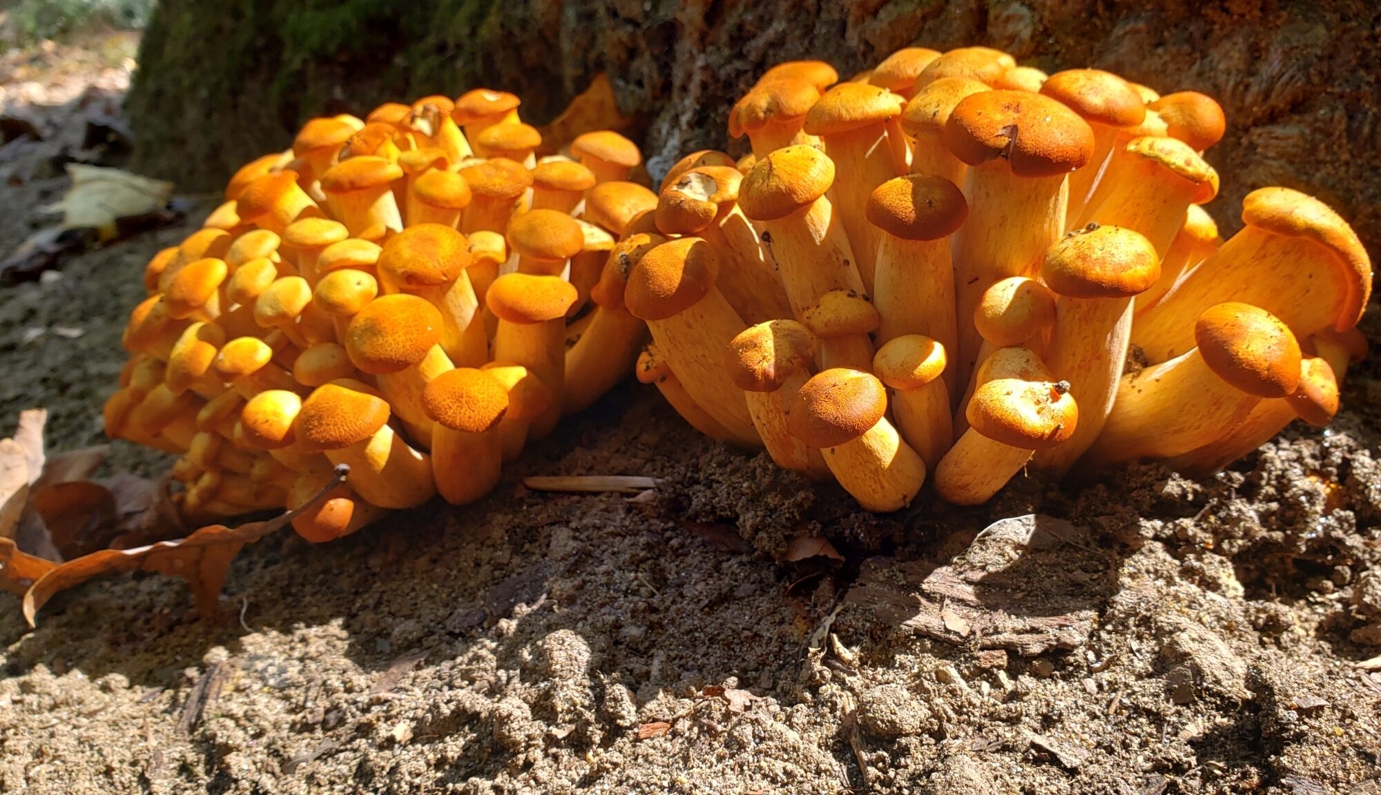 Eastern American Jack-o-lantern (Omphalotus illudens) iNaturalist user irubyz (https://www.inaturalist.org/observations/249141550)