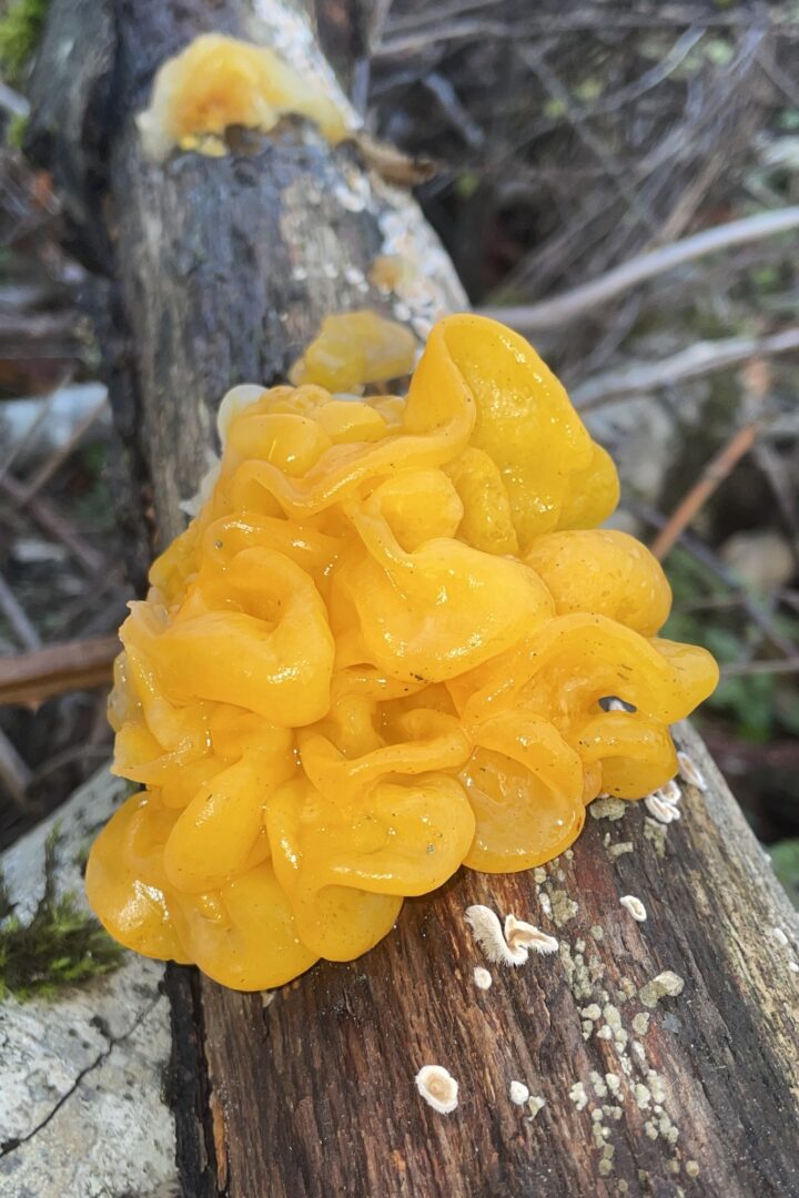 Witch’s Butter (Tremella mesenterica)  iNaturalist user genevieveboushey (https://www.inaturalist.org/observations/248359968)