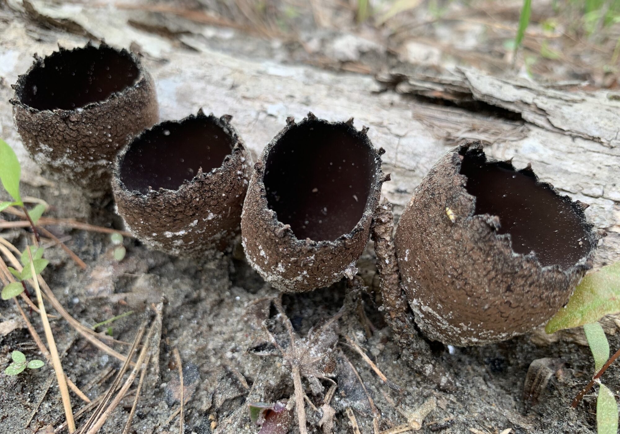 Devil’s Urn (Urnula craterium) iNaturalist user alfaucet (https://www.inaturalist.org/observations/235596581)