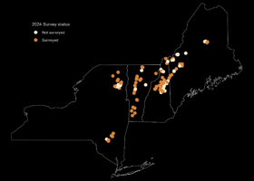 State of the Mountain Birds Northeast 2024