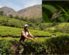 Dr. Lilly Linden looks for frogs on a tea plantation in India.