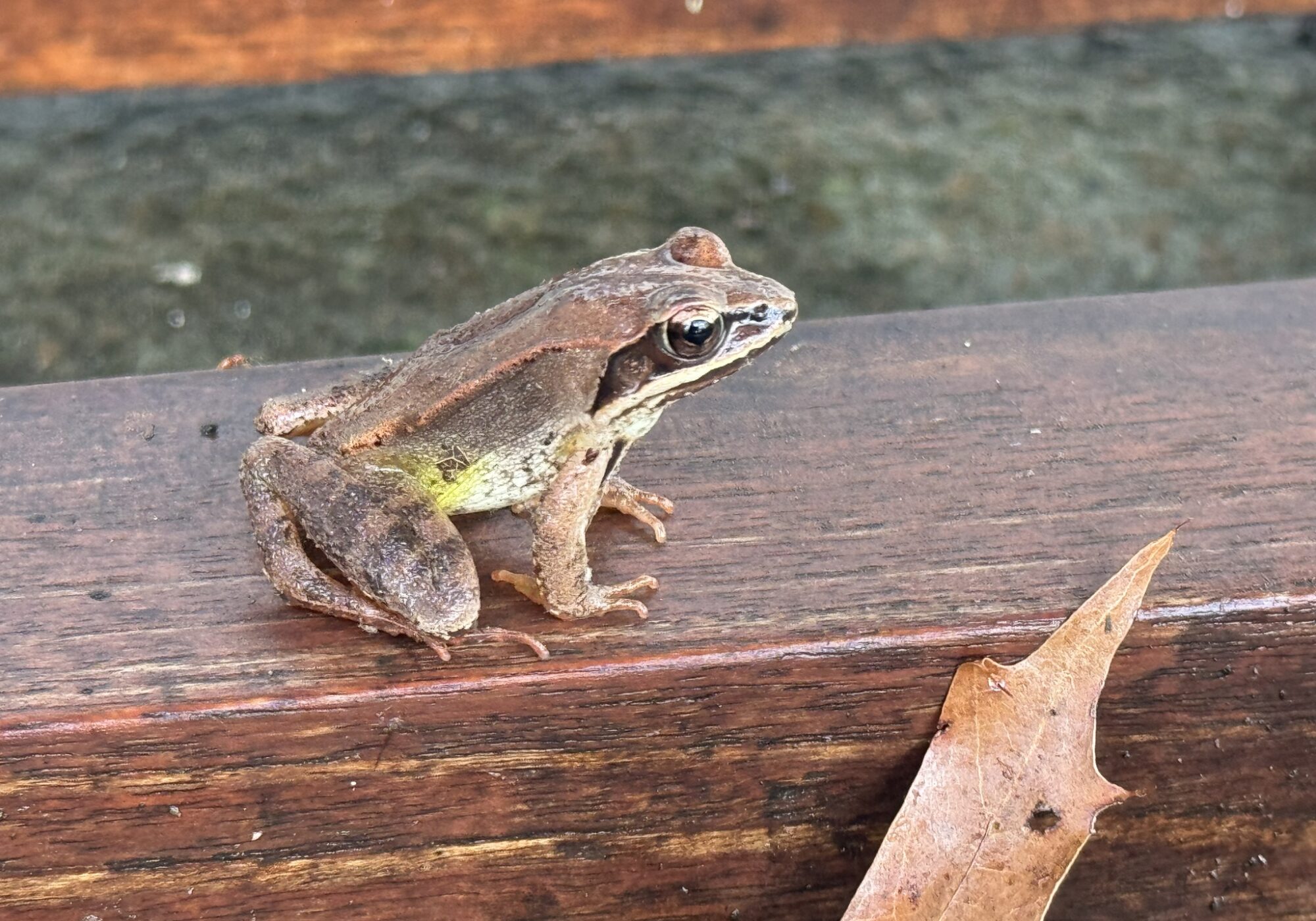 Wood Frog (Lithobates sylvaticus) Photo by iNaturalist user herminechen