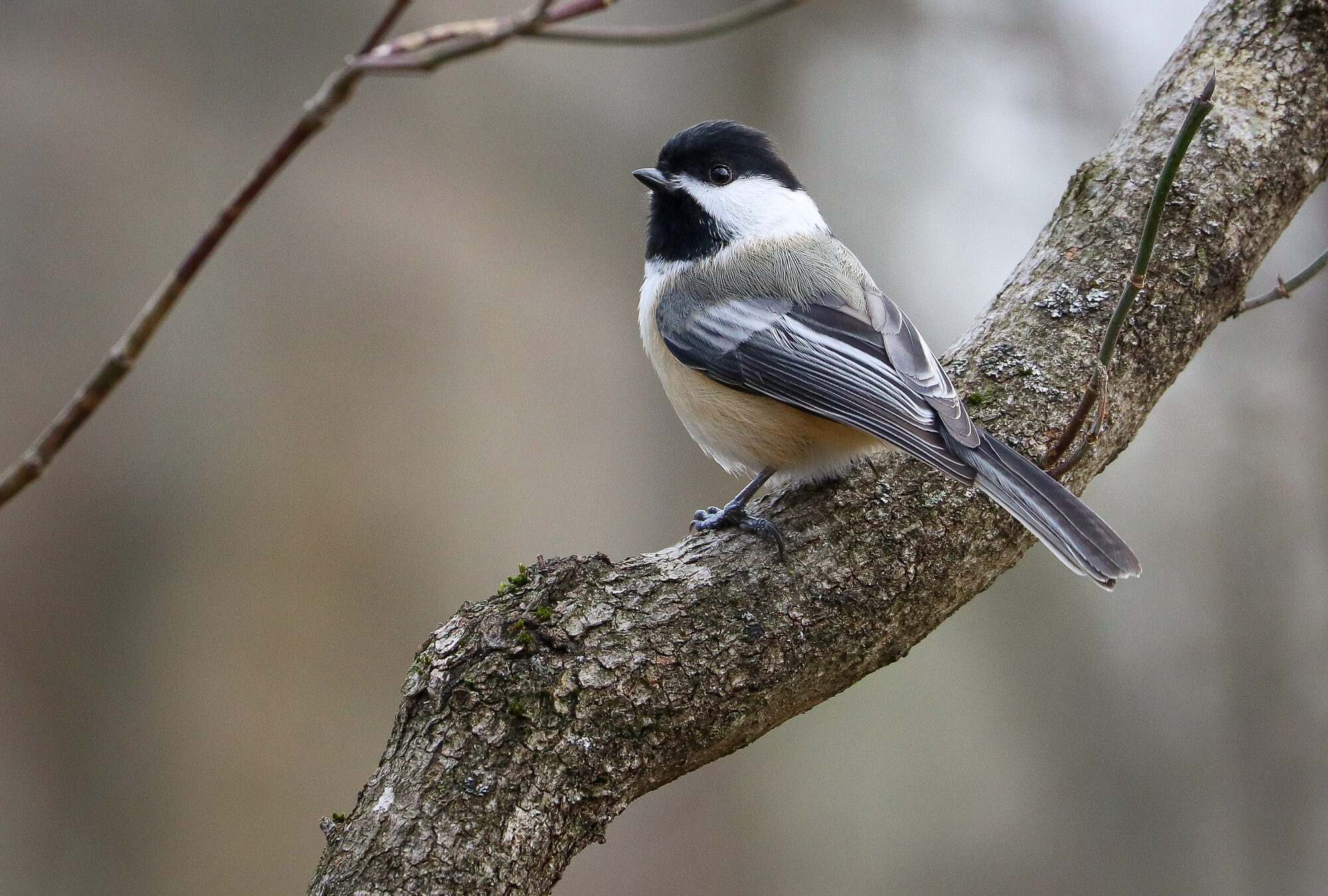 Black-capped Chickadee (Poecile atricapillus) Photo by iNaturalist user plantmandrew