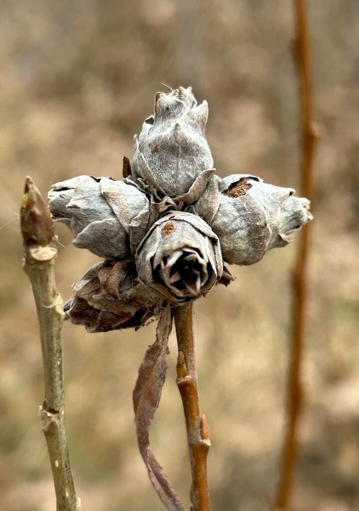 Pine Cone Willow Gall Midge (Rhabdophaga strobiloides) iNat user chase_m