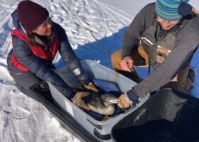 'Tis the Season for Loon Rescues—On Ice!