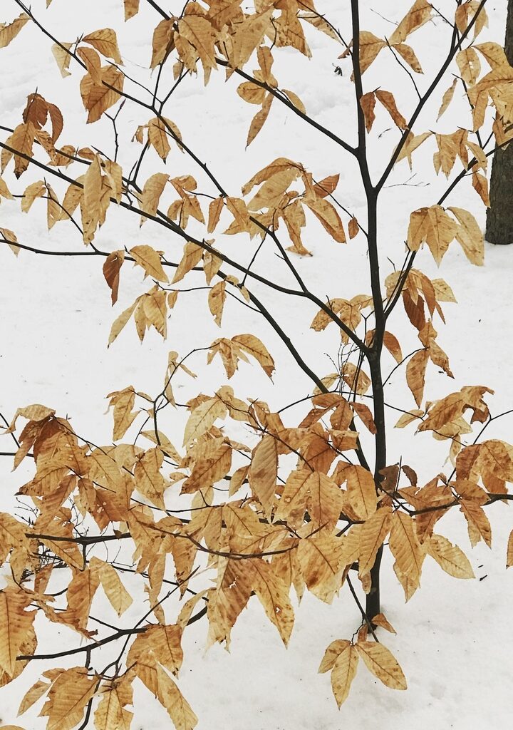 American Beech (Fagus grandifolia) Kent McFarland