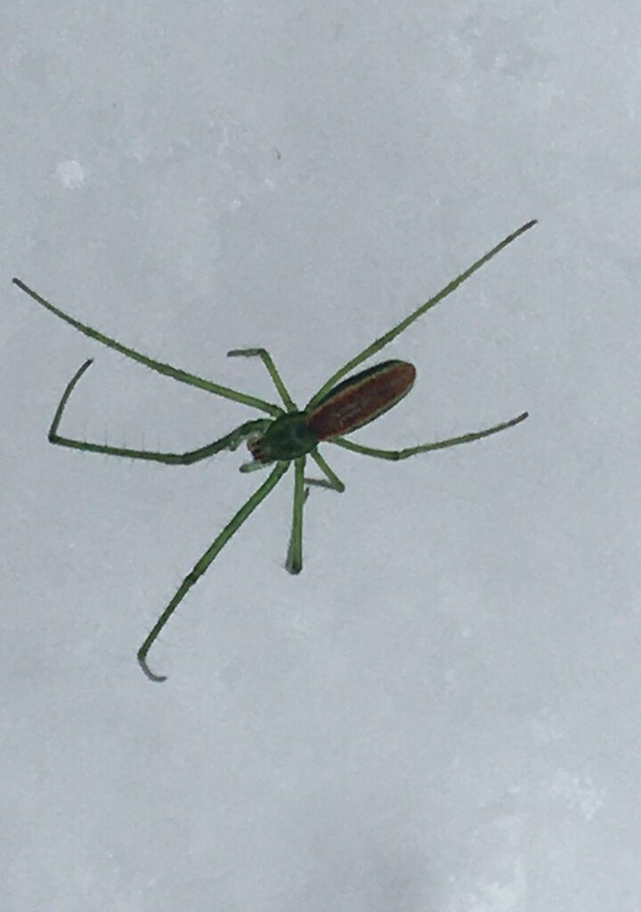 Green Long-jawed Orbweaver (Tetragnatha viridis) iNaturalist user aspring