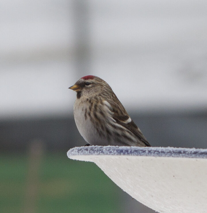 Redpoll (Acanthis flammea) Kent McFarland