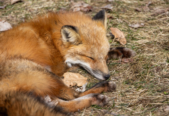 15476, , redfoxvt, Red fox by iNaturalist user Kate Taylor, , image/jpeg, https://vtecostudies.org/wp-content/uploads/2025/03/redfoxvt.jpg, 1000, 667, Array, Array iNaturalist user Kate Taylor