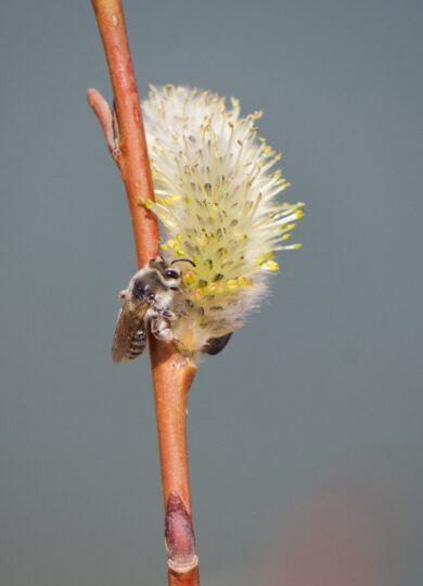 15654, , Andrena wellesleyana on Salix _iNaturalist_Kirstyn Eckhardt, , , image/jpeg, https://vtecostudies.org/wp-content/uploads/2025/04/Andrena-wellesleyana-on-Salix-_iNaturalist_Kirstyn-Eckhardt.jpeg, 1574, 2048, Array, Array Kirstyn Eckhardt