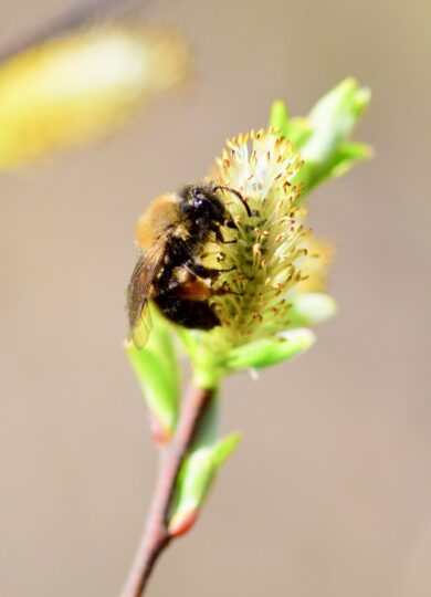 15652, , Andrena_clarkella on Salix_iNaturalist_BernieParquette, , , image/jpeg, https://vtecostudies.org/wp-content/uploads/2025/04/Andrena_clarkella-on-Salix_iNaturalist_BernieParquette.jpeg, 769, 1024, Array, Array Bernie Paquette