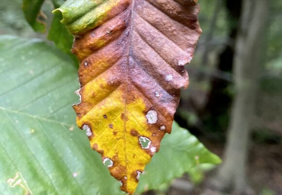 15662, , Beech Leaf Disease_iNaturalist_Sandy Wolkenberg, , , image/jpeg, https://vtecostudies.org/wp-content/uploads/2025/04/Beech-Leaf-Disease_iNaturalist_Sandy-Wolkenberg-e1746036231946.jpg, 1536, 1505, Array, Array Sandy Wolkenberg