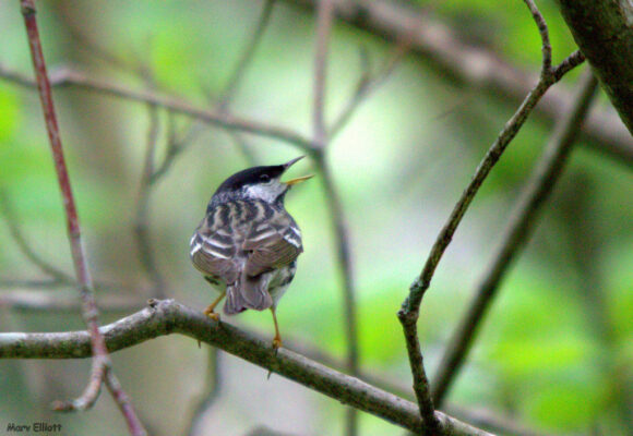 15657, , Blackpoll Warbler_iNaturalist_Marv Elliott, , , image/jpeg, https://vtecostudies.org/wp-content/uploads/2025/04/Blackpoll-Warbler_iNaturalist_Marv-Elliott-.jpg, 1024, 709, Array, Array Marv Elliott