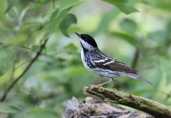15655, , Blackpoll Warbler_iNaturalist_Rick Nirschl, , , image/jpeg, https://vtecostudies.org/wp-content/uploads/2025/04/Blackpoll-Warbler_iNaturalist_Rick-Nirschl.jpeg, 2048, 1374, Array, Array Rick Nirschl