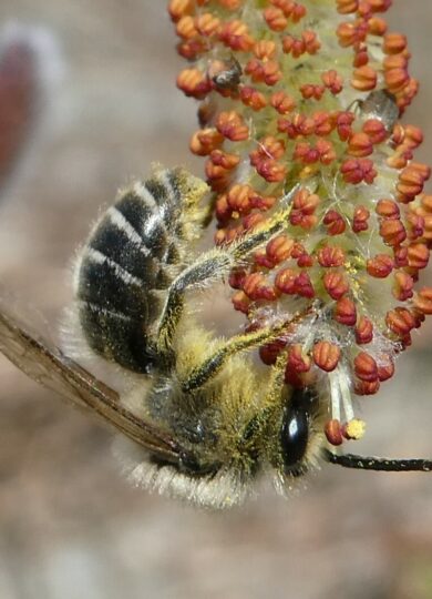 15653, , Colletes_inaequalis on Salix_iNaturalist_Bruce Cook, , , image/jpeg, https://vtecostudies.org/wp-content/uploads/2025/04/Colletes_inaequalis-on-Salix_iNaturalist_Bruce-Cook.jpeg, 1404, 1054, Array, Array Bruce Cook