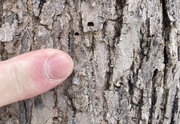 15659, , Emerald Ash Borer_iNaturalist_Erik Barr, , , image/jpeg, https://vtecostudies.org/wp-content/uploads/2025/04/Emerald-Ash-Borer_iNaturalist_Erik-Barr.jpeg, 1536, 2048, Array, Array Erik Barr