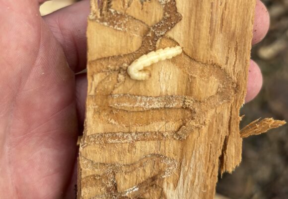 15658, , Emerald Ash Borer_iNaturalist_Matt Keevil, , , image/jpeg, https://vtecostudies.org/wp-content/uploads/2025/04/Emerald-Ash-Borer_iNaturalist_Matt-Keevil-.jpg, 1536, 2048, Array, Array Matt Keevil