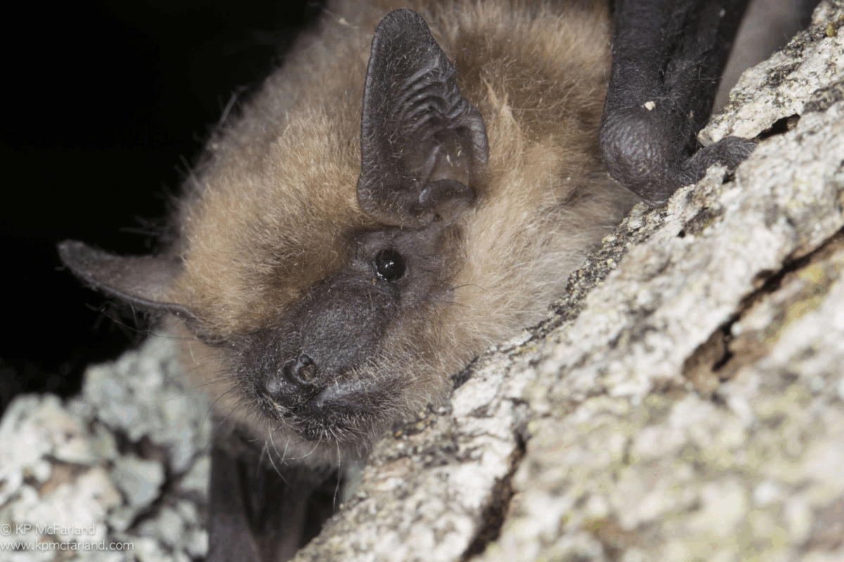 Big Brown Bat (Eptesicus fuscus) © K.P. McFarland