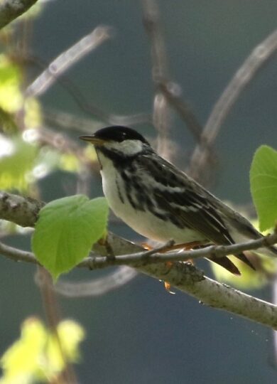 15838, , Blackpoll Warbler_iNaturalist_@er-birds, Blackpoll Warbler © iNaturalist @er-birds, , image/jpeg, https://vtecostudies.org/wp-content/uploads/2025/05/Blackpoll-Warbler_iNaturalist_@er-birds.jpg, 1024, 682, Array, Array iNaturalist © @er-birds