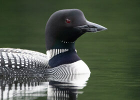 How Avian Influenza Might Be Affecting Loons