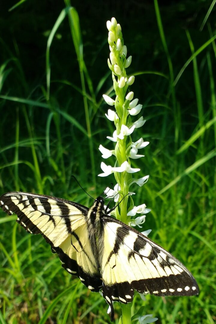 A Canadian Tiger Swallowtail butterfly (Papilio canadensis) on a White Bog Orchid (Platanthera dilatata).  Because these butterflies are not believed to pollinate White Bog Orchid, we think this one is visiting to steal nectar without providing any pollination benefit.  © Laura Costello