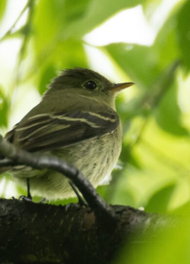 15837, , Yellow-bellied Flycatcher_iNaturalist_Russell Parsons, Yellow-bellied Flycatcher © iNaturalist Russel Parson, , image/jpeg, https://vtecostudies.org/wp-content/uploads/2025/05/Yellow-bellied-Flycatcher_iNaturalist_Russell-Parsons.jpg, 2048, 1536, Array, Array iNatrualist © Russel Parsons