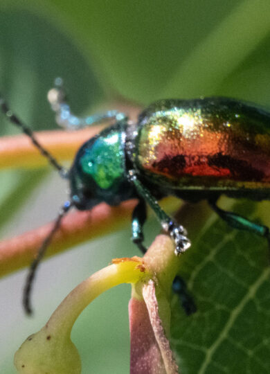 15959, , Dogbane Leaf Beetle_iNate_© Erika Mitchell CC-BY-NC, Dogbane Leaf Beetle (Chrysochus auratus) © Erika Mitchell (iNaturalist) Licensed under CC-BY-NC, , image/jpeg, https://vtecostudies.org/wp-content/uploads/2025/06/Dogban-Leaf-Beetle_iNate_©-Erika-Mitchell-CC-BY-NC.jpg, 1024, 782, Array, Array © Erika Mitchell (iNaturalist) Licensed under CC-BY-NC