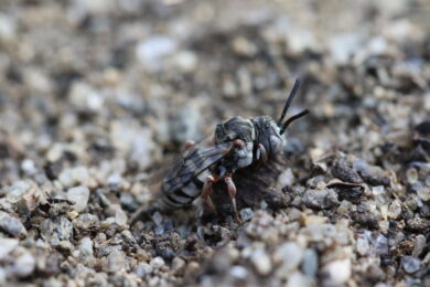 Least Cellowphane-cuckoo Bee