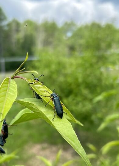 15960, , Say's Blister Beetle_iNat_@pontduvin, Say's Blister Beetle (Lytta sayi) © @pontduvin (iNaturalist) Licensed under CC-BY-NC, , image/jpeg, https://vtecostudies.org/wp-content/uploads/2025/06/Says-Blister-Beetle_iNat_@pontduvin-e1751392442293.jpg, 480, 548, Array, Array © @pontduvin (iNaturalist) Licensed under CC-BY-NC