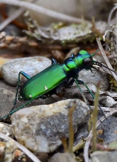 15958, , Six-spotted Tiger Beetle_iNat_©Craig K. Hunt_CC-BY-NC, Six-spotted Tiger Beetle (Cicindela sexguttata) © Craig K. Hunt (iNaturalist) licensed under CC-BY-NC, , image/jpeg, https://vtecostudies.org/wp-content/uploads/2025/06/Six-spotted-Tiger-Beetle_iNat_©Craig-K.-Hunt_CC-BY-NC.jpg, 1024, 724, Array, Array © Craig K. Hunt (iNaturalist) licensed under CC-BY-NC