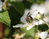 A female Allegheny Miner (Andrena alleghaniensis) on a blackberry flower.