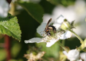 A female Allegheny Miner (Andrena alleghaniensis) on a blackberry flower.