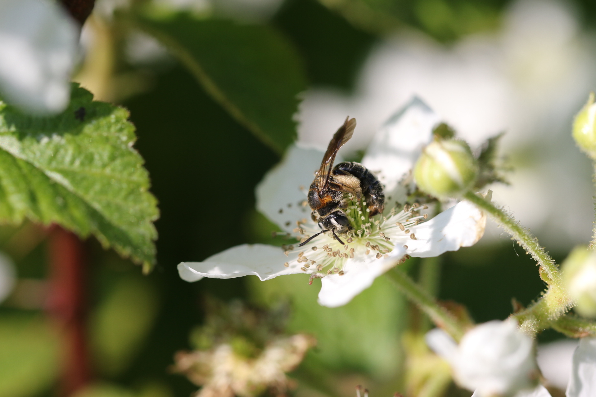 A female Allegheny Miner (Andrena alleghaniensis) on a blackberry flower. 