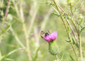 Are Honey Bees Good?