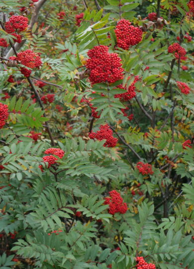 16090, , American Mountain Ash (Sorbus americana) © Martine Lapointe (iNaturalist) licensed under CC-BY-NC, , , image/jpeg, https://vtecostudies.org/wp-content/uploads/2025/07/American-Mountain-Ash-Sorbus-americana-©-Martine-Lapointe-iNaturalist-licensed-under-CC-BY-NC.jpeg, 769, 1024, Array, Array © Martine Lapointe (iNaturalist) licensed under CC-BY-NC