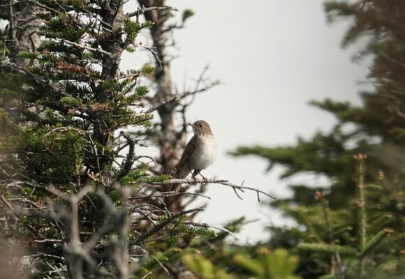 16050, , BITH1c, , , image/jpeg, https://vtecostudies.org/wp-content/uploads/2025/07/BITH1c.jpg, 2059, 1373, Array, Array © Paul Mulholland, a Mountain Birdwatch volunteer